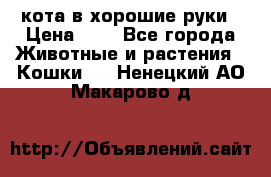 кота в хорошие руки › Цена ­ 0 - Все города Животные и растения » Кошки   . Ненецкий АО,Макарово д.